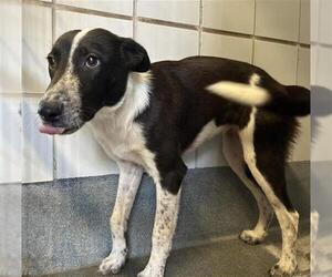 Mutt Dogs for adoption in San Antonio, TX, USA