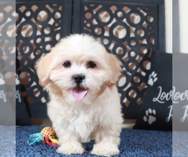 Medium Photo #3 Zuchon Puppy For Sale in MOUNT VERNON, OH, USA