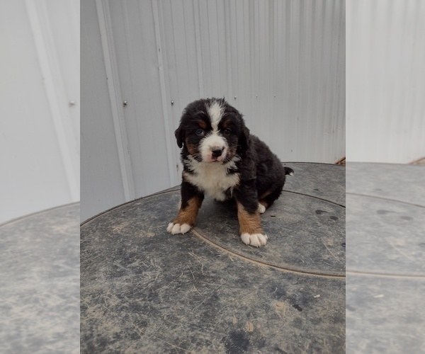 Medium Photo #5 Bernese Mountain Dog Puppy For Sale in MEMPHIS, MO, USA