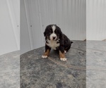 Small Photo #5 Bernese Mountain Dog Puppy For Sale in MEMPHIS, MO, USA