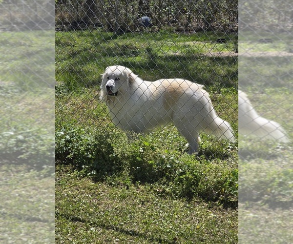 Medium Photo #1 Great Pyrenees Puppy For Sale in BAY SAINT LOUIS, MS, USA