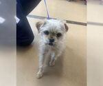 Small #4 Maltese Mix