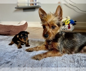 Father of the Yorkshire Terrier puppies born on 10/24/2022
