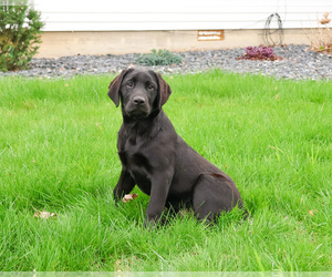 Labrador Retriever Puppy for sale in SYRACUSE, IN, USA