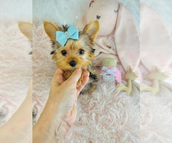 Medium Photo #5 Yorkshire Terrier Puppy For Sale in JACKSONVILLE, FL, USA