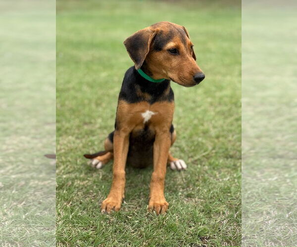 Medium Photo #2 Mutt Puppy For Sale in PIPE CREEK, TX, USA