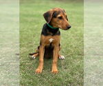 Small #1 Mutt