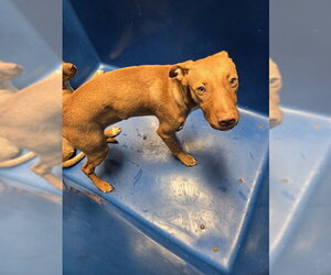 Mutt Dogs for adoption in Bakersfield, CA, USA
