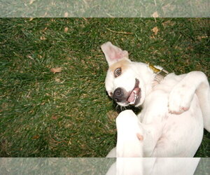 Maicena - Female Mutt Dog for Adoption - Photo #17