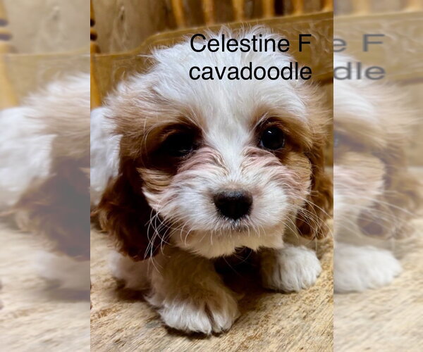 Medium Photo #1 Golden Cavalier Puppy For Sale in Studio City, CA, USA