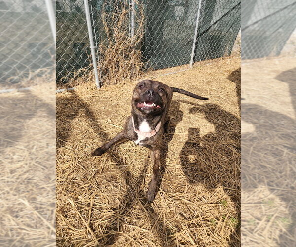 Medium Photo #3 Mutt Puppy For Sale in Evansville, IN, USA