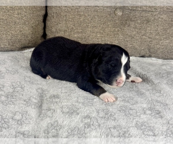 Medium Photo #36 Australian Shepherd Puppy For Sale in SALISBURY, NC, USA