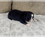 Small Photo #36 Australian Shepherd Puppy For Sale in SALISBURY, NC, USA