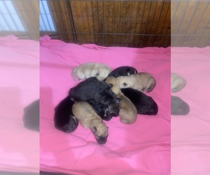 Malinois Puppy for sale in KENNER, LA, USA