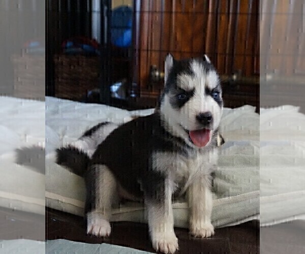 Medium Photo #3 Siberian Husky Puppy For Sale in UPLAND, CA, USA