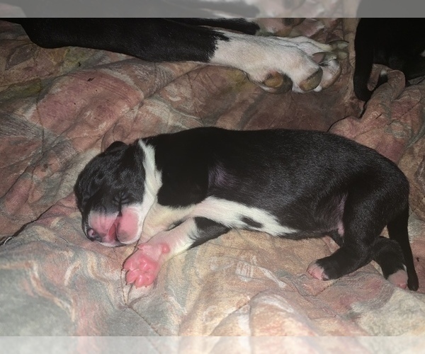Medium Photo #2 Great Dane Puppy For Sale in MARICOPA, AZ, USA