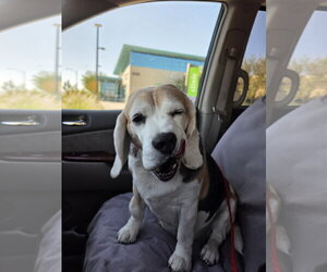 Turbo - Male Beagle Dog for Adoption - Photo #6