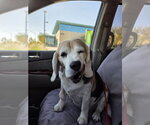 Small Photo #6 Beagle Puppy For Sale in Las Vegas, NV, USA