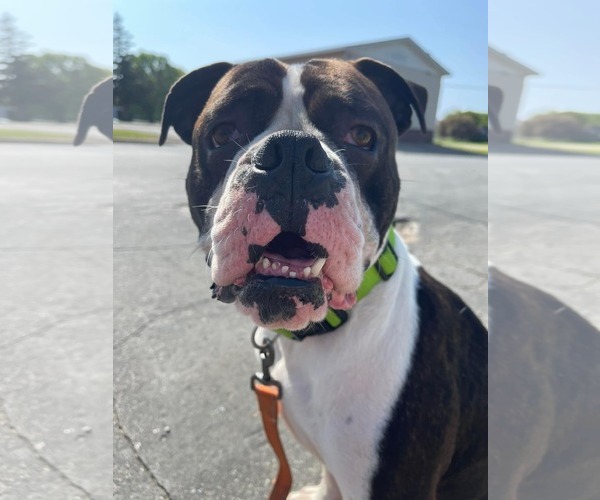 Medium Photo #4 Boxer Puppy For Sale in Burnsville, MN, USA