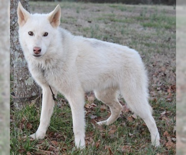 Medium Photo #3 Wolf Hybrid Puppy For Sale in POWELL, TN, USA