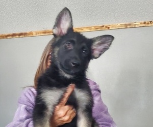 German Shepherd Dog Puppy for sale in OAK PARK, MN, USA