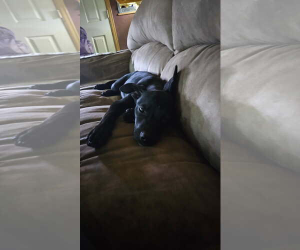 Medium Photo #3 Mutt Puppy For Sale in Fort Collins, CO, USA