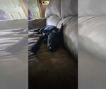 Small #2 Mutt