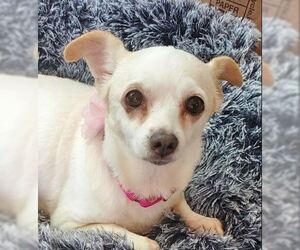 Chihuahua Dogs for adoption in Brooklyn Center, MN, USA