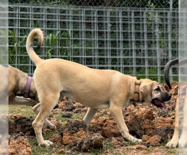 Medium Photo #18 Anatolian Shepherd-Rhodesian Ridgeback Mix Puppy For Sale in Higley, AZ, USA