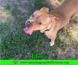 Flora - Female American Pit Bull Terrier-Unknown Mix Dog for Adoption - Photo #6