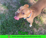 Small #5 American Pit Bull Terrier Mix