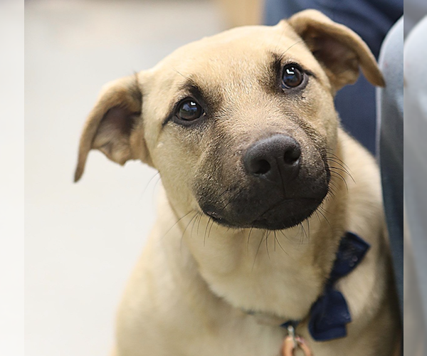 Medium Photo #5 Mutt Puppy For Sale in Decatur, GA, USA