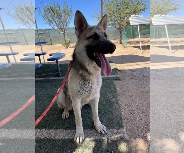 Medium Photo #10 German Shepherd Dog Puppy For Sale in Apple Valley, CA, USA