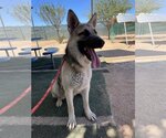 Small #9 German Shepherd Dog