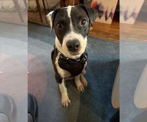 Mutt Dogs for adoption in Aurora, CO, USA