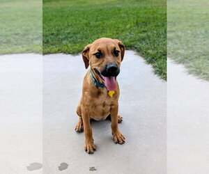 Artie Marie - Female Mutt Dog for Adoption - Photo #12