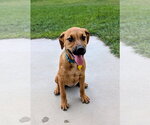 Small Photo #12 Mutt Puppy For Sale in Sandy, UT, USA