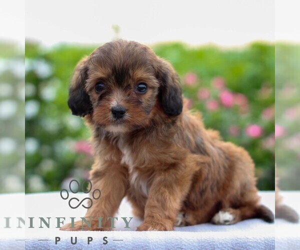 Medium Photo #3 Cavapoo Puppy For Sale in LEOLA, PA, USA