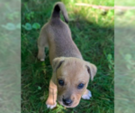 Small #1 Mutt