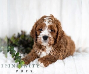 Cavapoo Puppy for sale in DORNSIFE, PA, USA