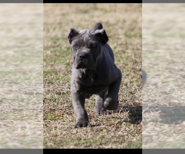 Medium Photo #3 Cane Corso Puppy For Sale in RAEFORD, NC, USA