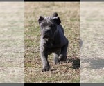 Small #2 Cane Corso