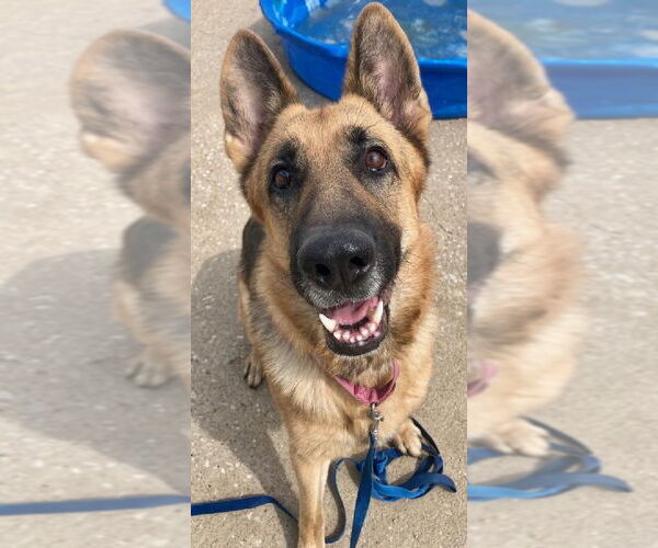 Medium Photo #4 German Shepherd Dog Puppy For Sale in Kansas City, MO, USA