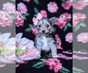 Pomeranian-Poodle (Toy) Mix Puppy for sale in LINCOLN UNIVERSITY, PA, USA