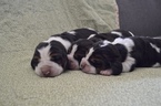 Small Photo #1 Basset Hound Puppy For Sale in PLACENTIA, CA, USA