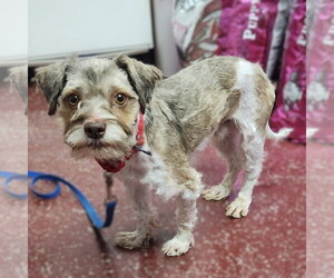 Gerard - Male Miniature Schnauzer-Unknown Mix Dog for Adoption - Photo #7