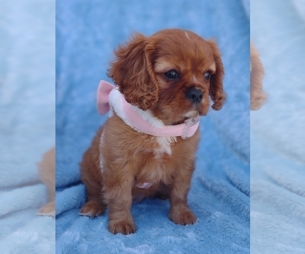 Medium Photo #1 Cavalier King Charles Spaniel Puppy For Sale in ELIZABETHTON, TN, USA
