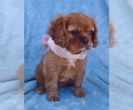 Small Photo #1 Cavalier King Charles Spaniel Puppy For Sale in ELIZABETHTON, TN, USA
