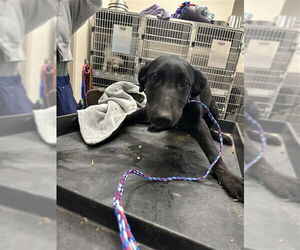 Medium Labrador Retriever Mix