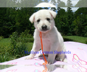 German Shepherd Dog Puppy for Sale in PIEDMONT, Missouri USA
